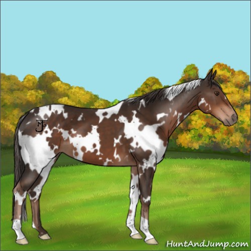 Horse Color:White Spotted Liver Chestnut 
