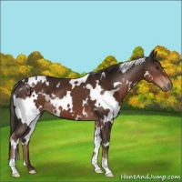 Horse Color:White Spotted Liver Chestnut