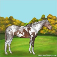 Horse Color:White Spotted Liver Chestnut