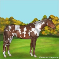 Horse Color:White Spotted Liver Chestnut