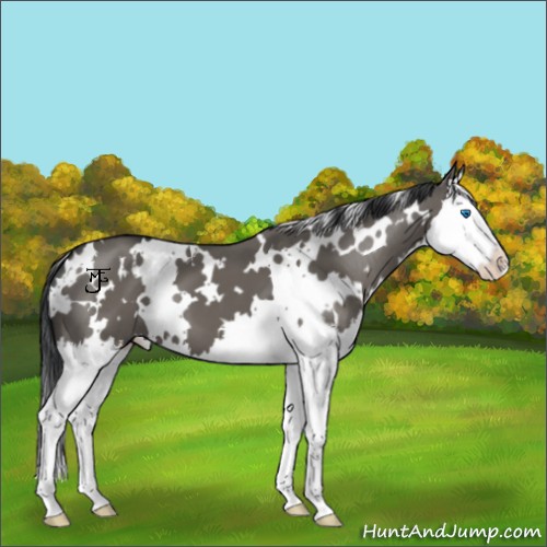 Horse Color:White Spotted Grullo Splash 
