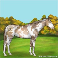 Horse Color:White Spotted Liver Chestnut Pearl Sabino 