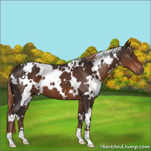 Horse Color:White Spotted Liver Chestnut 