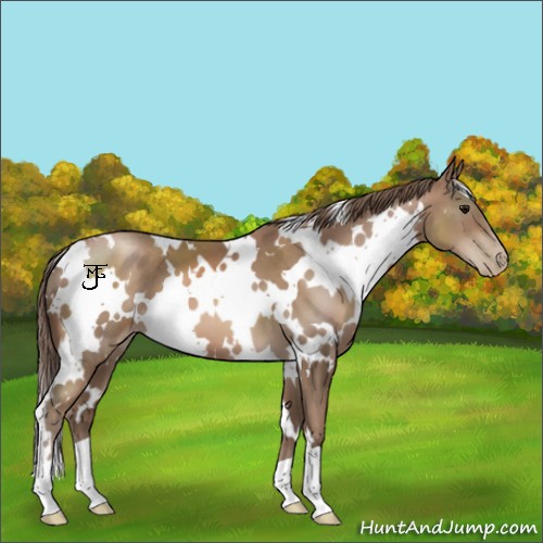 Horse Color:White Spotted Black Pearl 