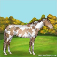 Horse Color:White Spotted Brown Pearl 