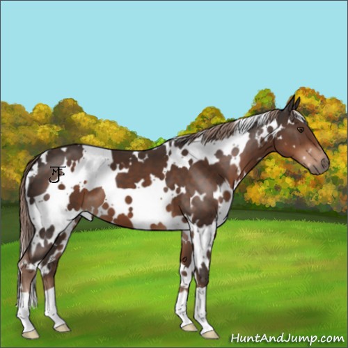 Horse Color:White Spotted Liver Chestnut 