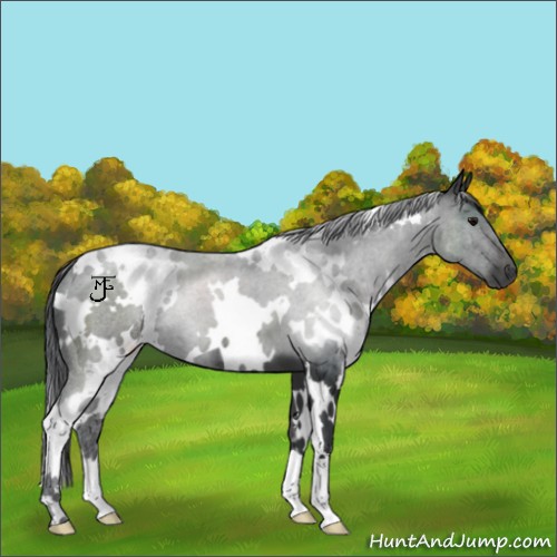 Horse Color:White Spotted Black 