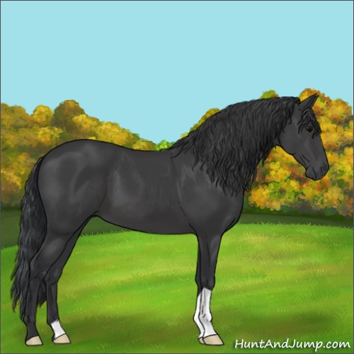 Horse Color:Black 