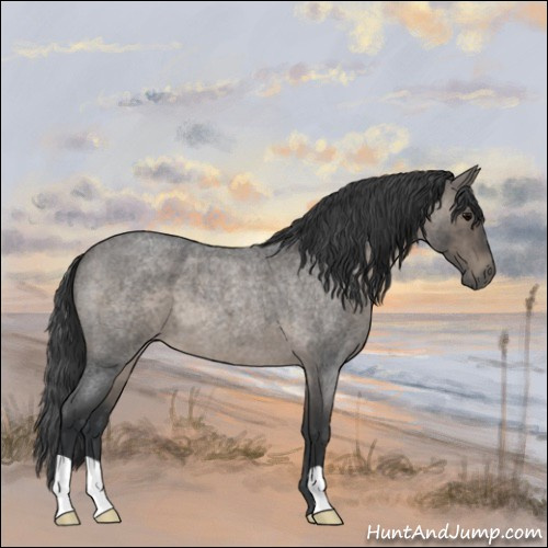 Horse Color:Blue Roan 