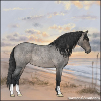 Horse Color:Blue Roan 