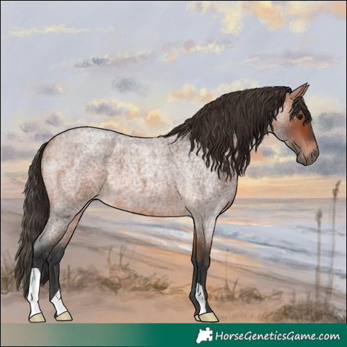 Horse Color:Bay Roan 