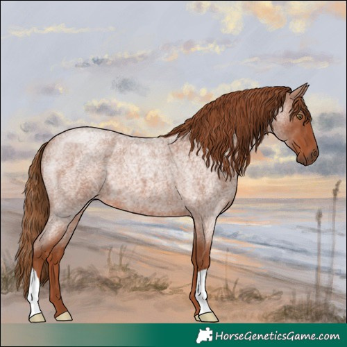 Horse Color:Red Roan