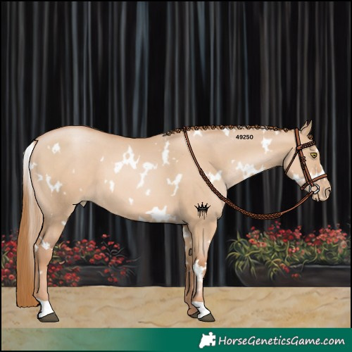 Horse Color:White Spotted Red Dun Pearl 