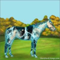 Horse Color:Void Painted Thunderstruck Buckskin Ice Dun Tobiano Frame Appaloosa Rabicano 