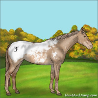 Horse Color:Red Dun Roan Snowcap 