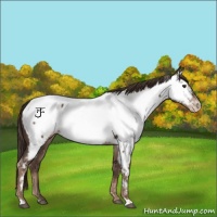 Horse Color:Liver Chestnut Appaloosa Rabicano 