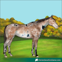 Horse Color:White Spotted Sable Champagne 