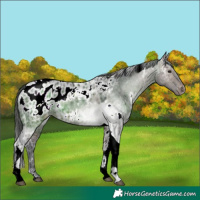 Horse Color:White Spotted Brown Ice Dun Tobiano Near Leopard 