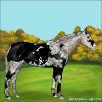 Horse Color:Plaid  White Spotted Silver Brown Ice Appaloosa 