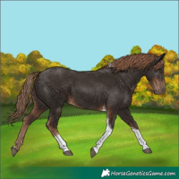 Horse Color:Liver Chestnut Tobiano 