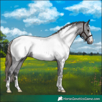 Horse Color:Smoky Black Near Fewspot 