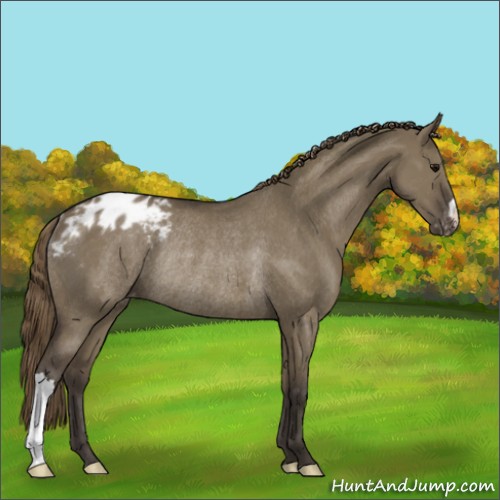 Horse Color:Smoky Grullo Appaloosa Rabicano 