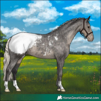 Horse Color:Silver Smoky Black Appaloosa 
