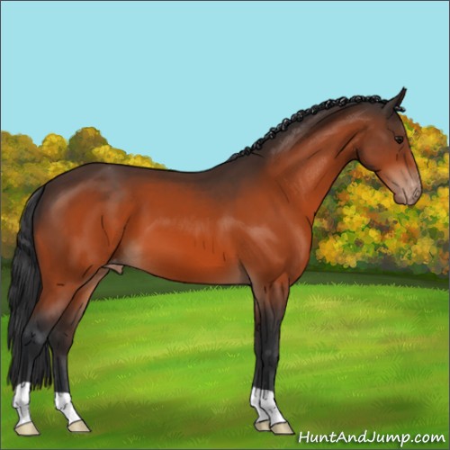 Horse Color:Bay Appaloosa 
