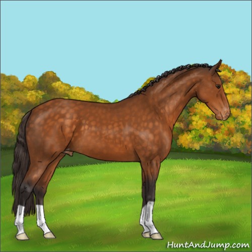 Horse Color:Buckskin Appaloosa 