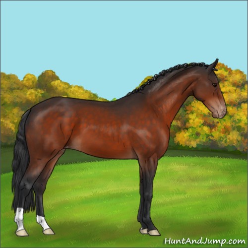 Horse Color:Bay Appaloosa 