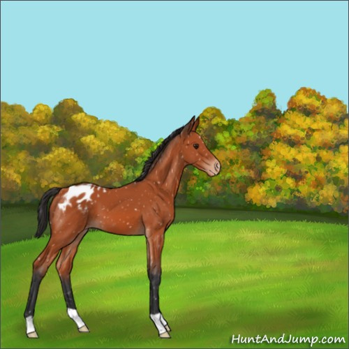 Horse Color:Brown Appaloosa 
