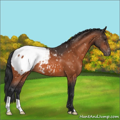 Horse Color:Brown Appaloosa 