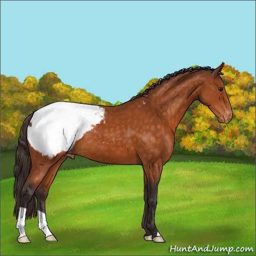 Horse Color:Buckskin Appaloosa 