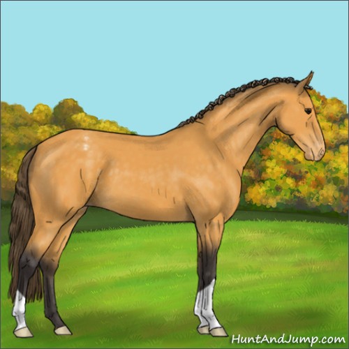 Horse Color:Buckskin Appaloosa 