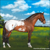 Horse Color:Bay Snowcap 