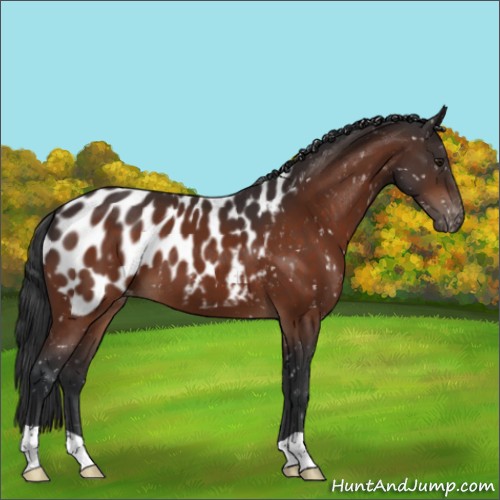 Horse Color:Brown Appaloosa 