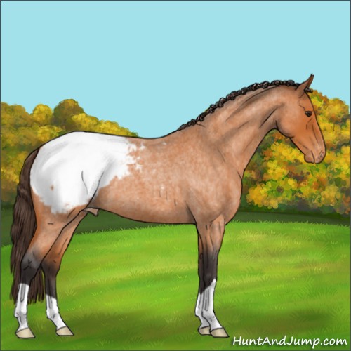 Horse Color:Buckskin Roan Appaloosa 