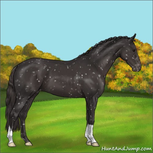 Horse Color:Smoky Black Appaloosa 