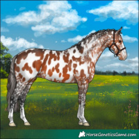 Horse Color:Brown Appaloosa