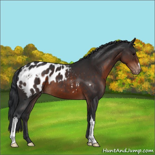 Horse Color:Brown Appaloosa 