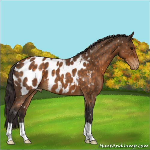 Horse Color:Buckskin Roan Appaloosa 