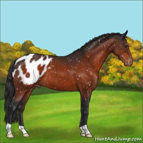 Horse Color:Brown Appaloosa 