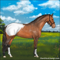 Horse Color:Bay Appaloosa 