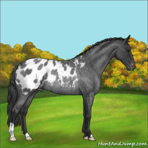 Horse Color:Blue Roan Appaloosa Rabicano 