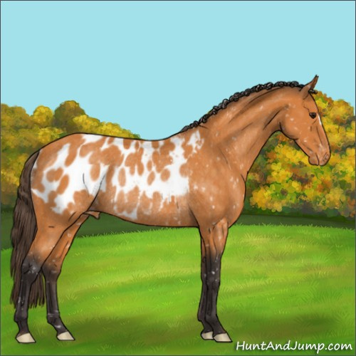 Horse Color:Buckskin Appaloosa Rabicano 