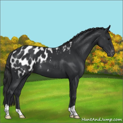 Horse Color:Black Appaloosa 