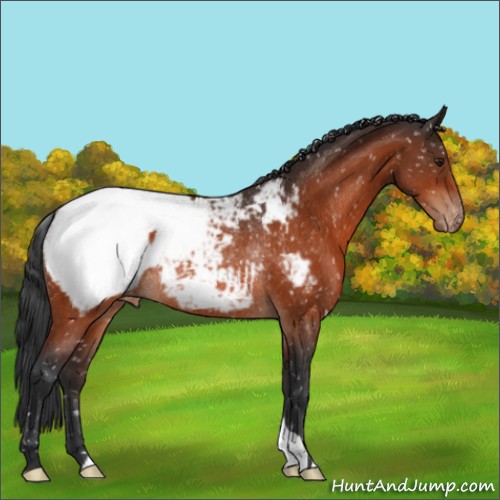 Horse Color:Brown Appaloosa Rabicano 