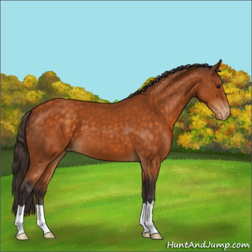 Horse Color:Buckskin Appaloosa 