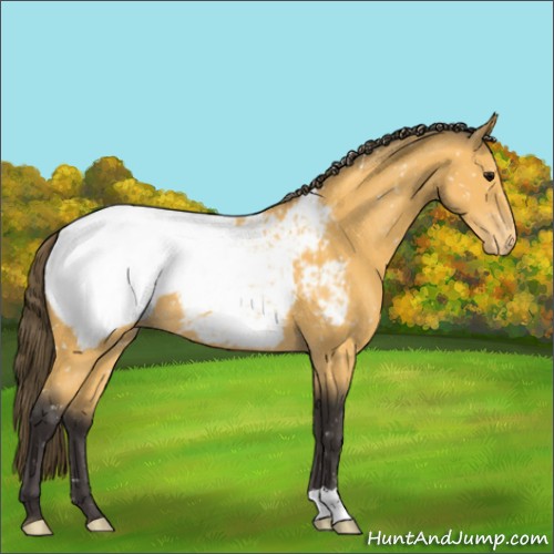 Horse Color:Buckskin Appaloosa 