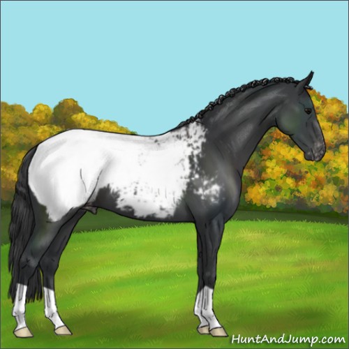 Horse Color:Black Appaloosa 